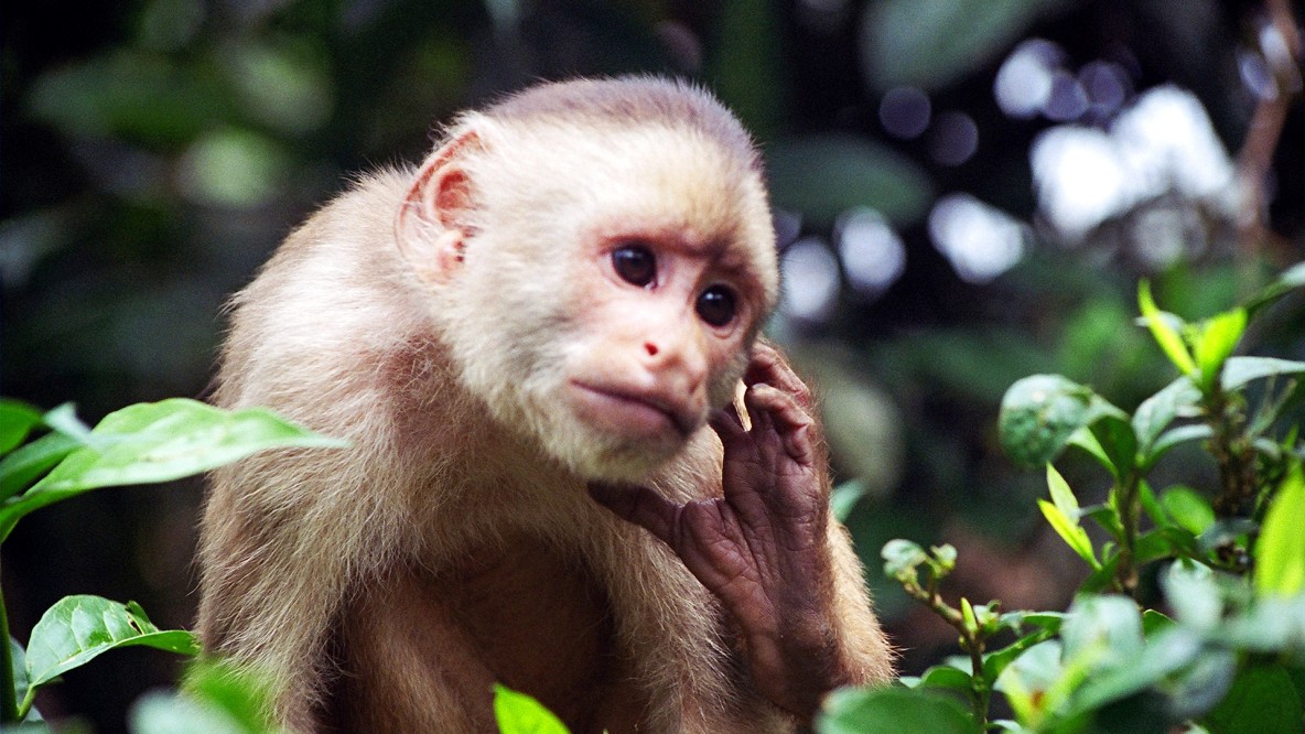 Semana de la Megadiversidad en el país de los primates