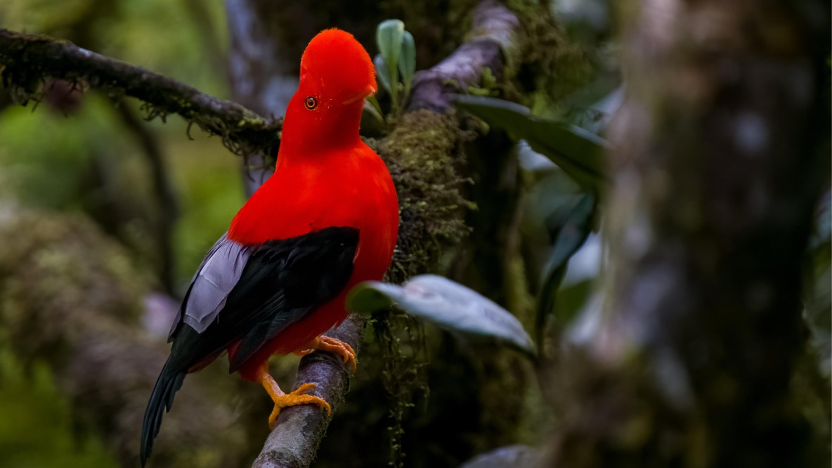 congreso-aves