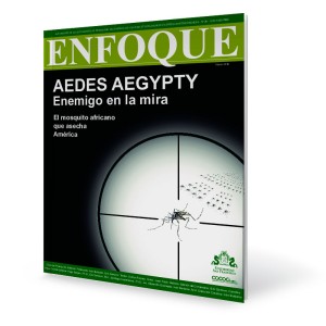 Aedes aegypty